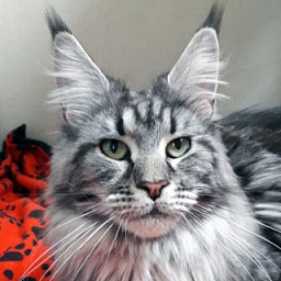 Country Gulliver's Beatrice Kiss