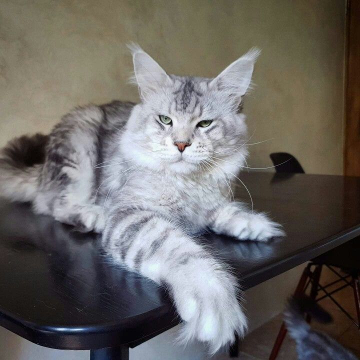 Troy Palmiracoon - мейн-кун