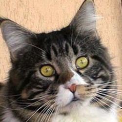 Bilbo Baggins Silvi-Cola