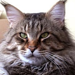 Belmondo of Belmicoon