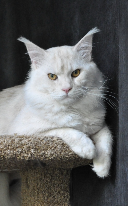 Cardinal Maryland - мейн-кун