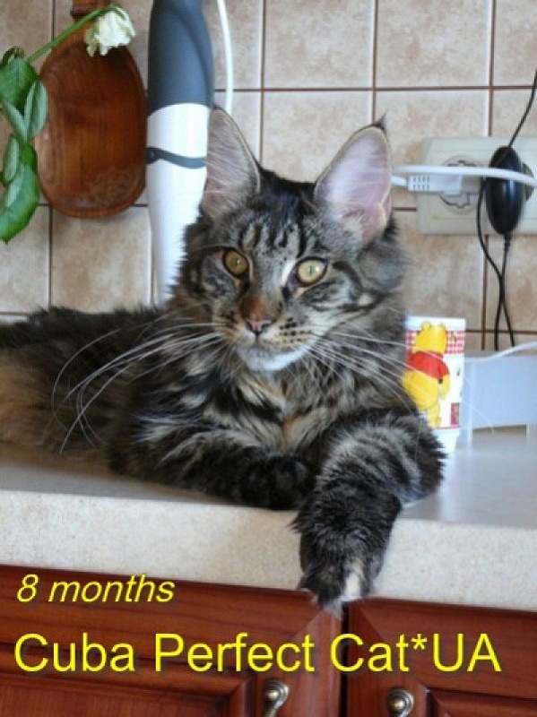 Perfect Cat Cuba - мейн-кун