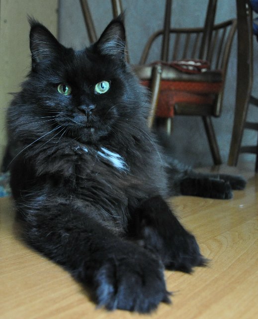 Kama Perfect Cat - мейн-кун