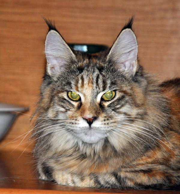 Assol Palmiracoon - Юніор мейн-кун 7 місяців 3 тижні