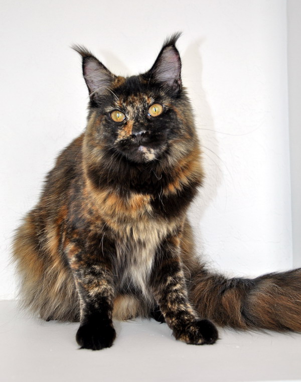 Hati-ko Palmiracoon - Юніор мейн-кун 7 місяців 1,5 тиждень