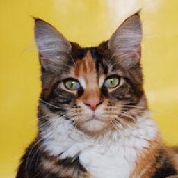 Bellacoon's Orchidee