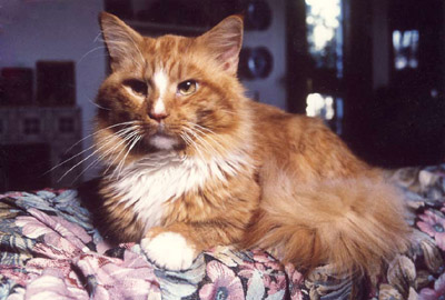 Lillycoon Superman - мейн-кун