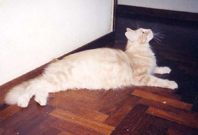 Lillycoon De Sephora - мейн-кун