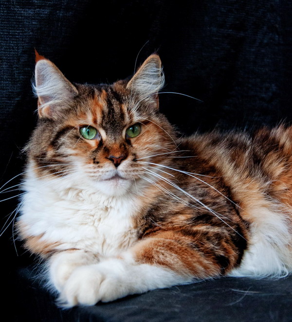 Eva Lucky Stars - Adult maine-coon 3 years 11 months 4 weeks