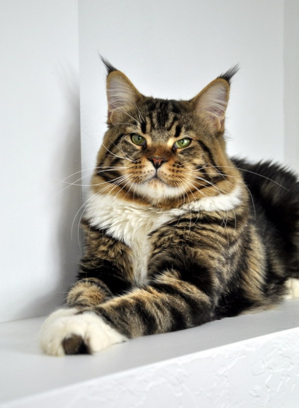 D'Joker Palmiracoon - Adult maine-coon 1 year 5 months 0.5 weeks