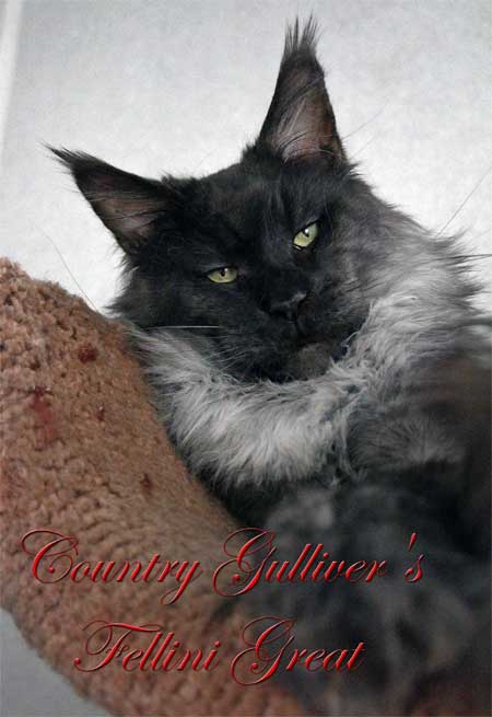 Country Gulliver's Fellini Great - мейн-кун