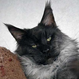 Country Gulliver's Fellini Great