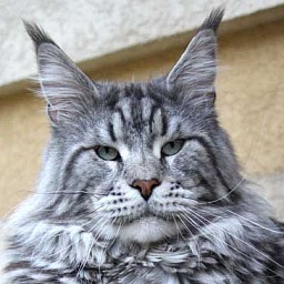 Country Gulliver's Play Boy