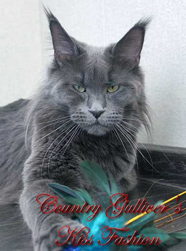 Country Gulliver's Kiss Fashion - maine-coon