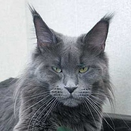 Country Gulliver's Kiss Fashion