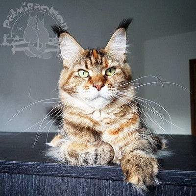 Fabbi Palmiracoon - мейн-кун