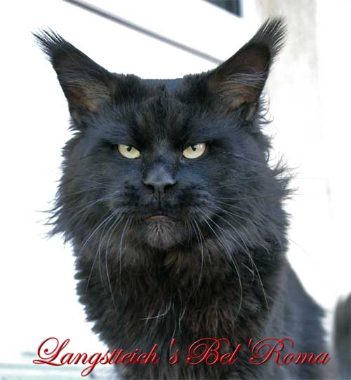 Langstteich's Bel'Roma - мейн-кун