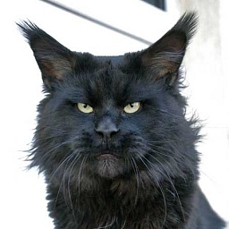 Langstteich's Bel'Roma