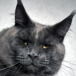 Country Gulliver's Jerom