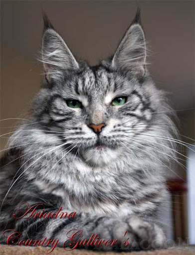 Ariadna Country Gulliver's - мейн-кун