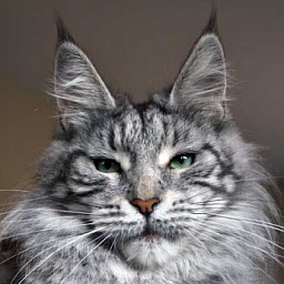 Ariadna Country Gulliver's