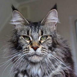 Above Best Country Gulliver's