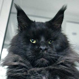 Country Gulliver's Grand Shon