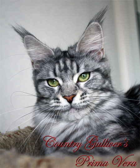 Country Gulliver's Prima Vera - maine-coon