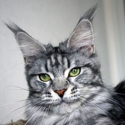 Country Gulliver's Prima Vera