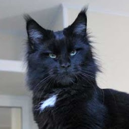 Country Gulliver's Fashion Girl