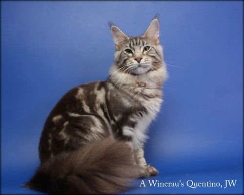 A Winerau's Quentino - мейн-кун