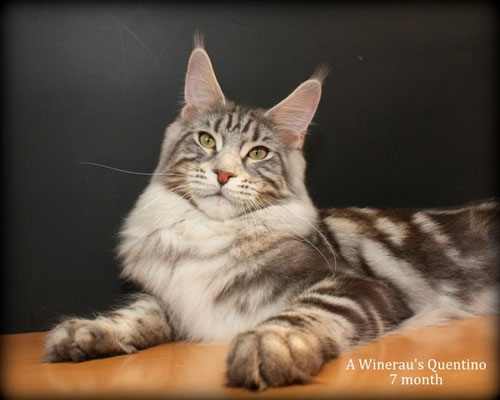 A Winerau's Quentino - мейн-кун