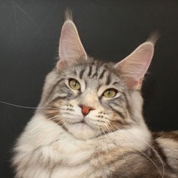 A Winerau's Quentino