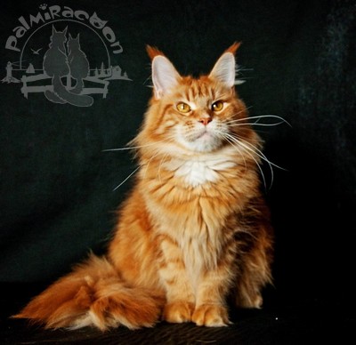 Best Coon Sensation - maine-coon