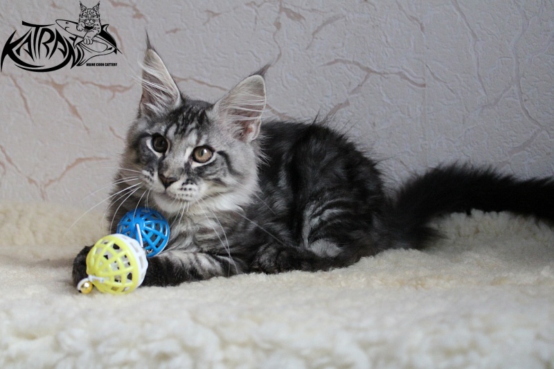 Katran Alex - Kitten maine-coon 3 months 2 weeks