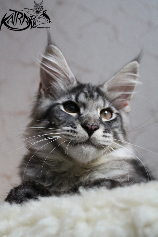 Katran Alex - Kitten maine-coon 3 months 2 weeks