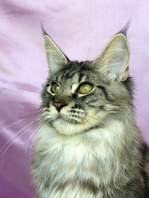 Katran Alex - Kitten maine-coon 5 months 3.5 weeks