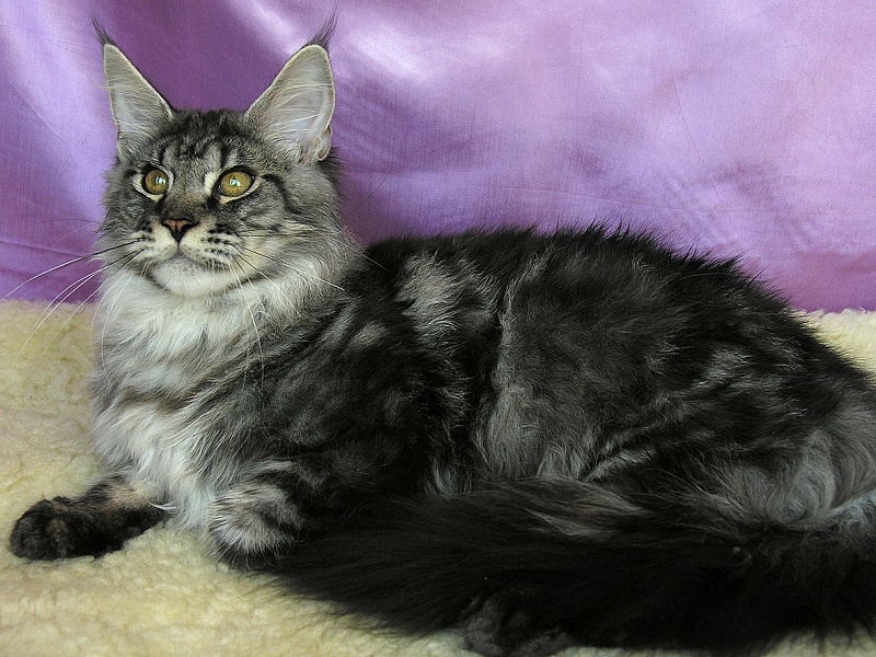 Katran Alex - Kitten maine-coon 5 months 3.5 weeks