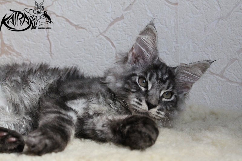 Katran Aylack - Kitten maine-coon 3 months 2 weeks