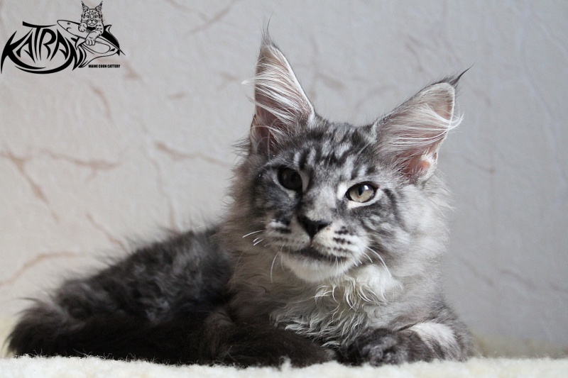 Katran Aylack - Kitten maine-coon 3 months 2 weeks