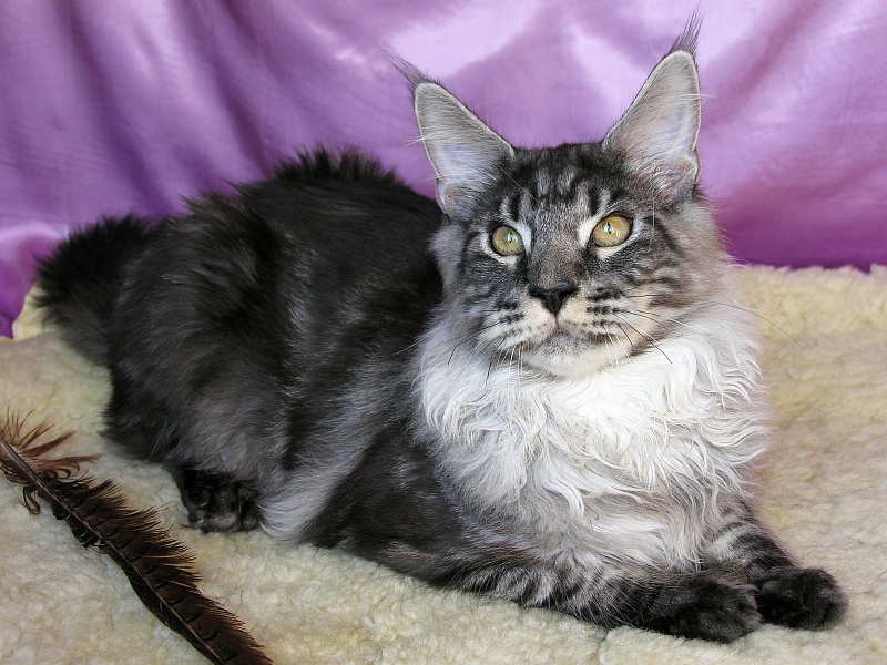 Katran Aylack - Kitten maine-coon 5 months 3.5 weeks