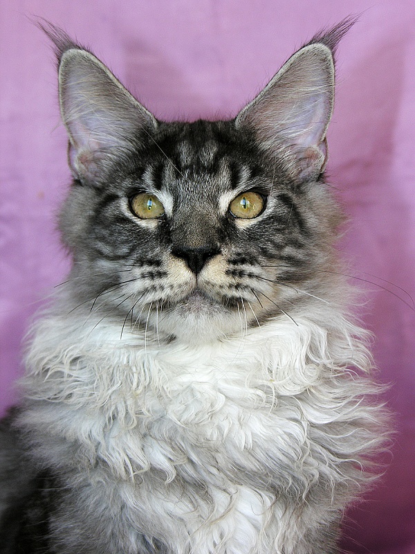 Katran Aylack - Kitten maine-coon 5 months 3.5 weeks