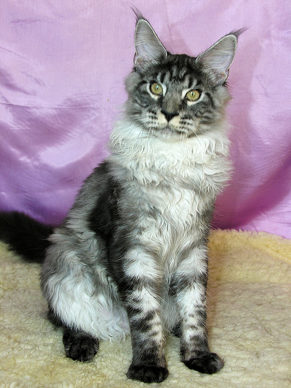Katran Aylack - Kitten maine-coon 5 months 3.5 weeks