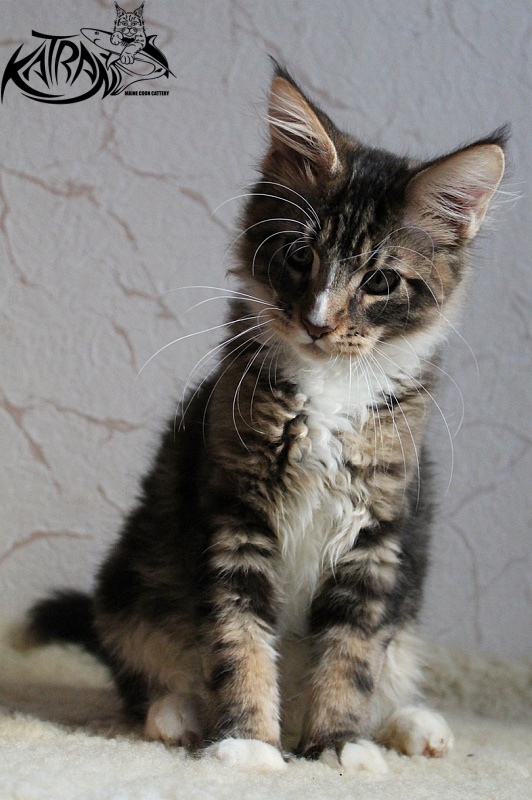 Katran Arnold - Kitten maine-coon 3 months 2 weeks
