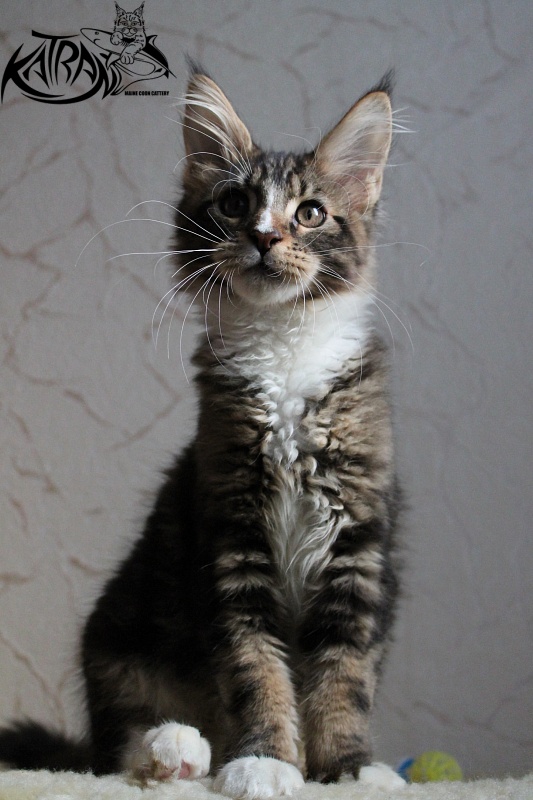 Katran Arnold - Kitten maine-coon 3 months 2 weeks