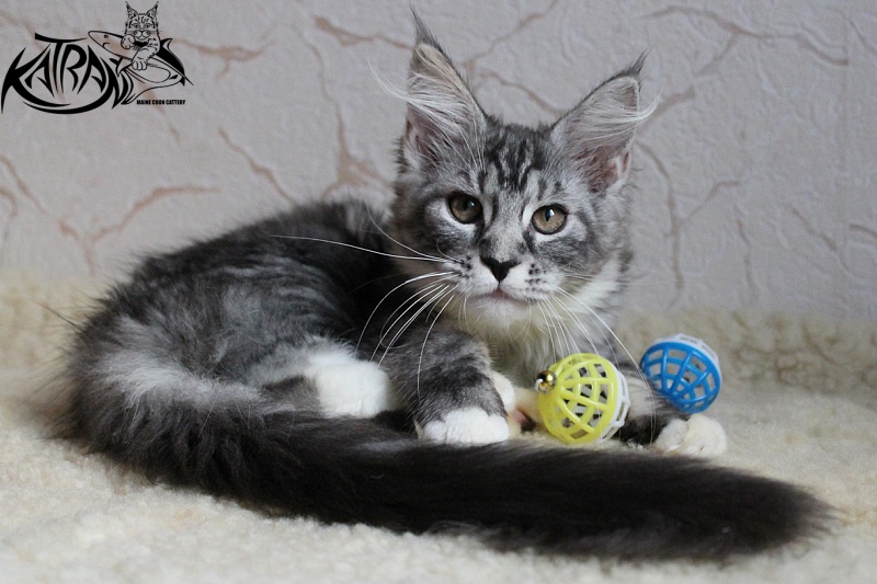 Katran Astoria - Kitten maine-coon 3 months 2 weeks
