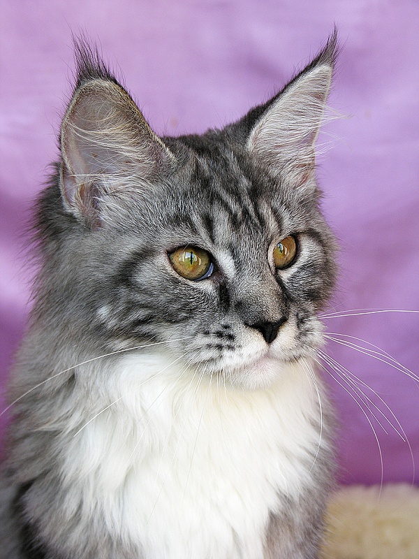 Katran Astoria - Kitten maine-coon 5 months 3.5 weeks