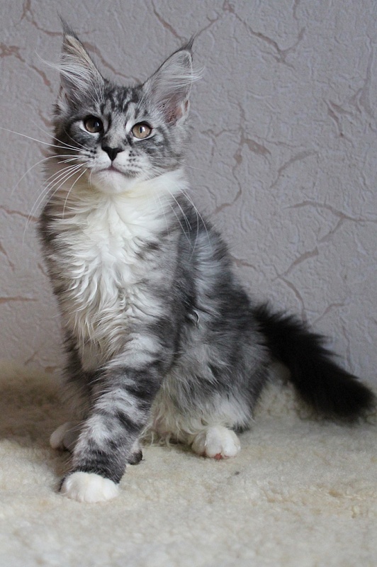 Katran Astoria - Kitten maine-coon 3 months 2 weeks