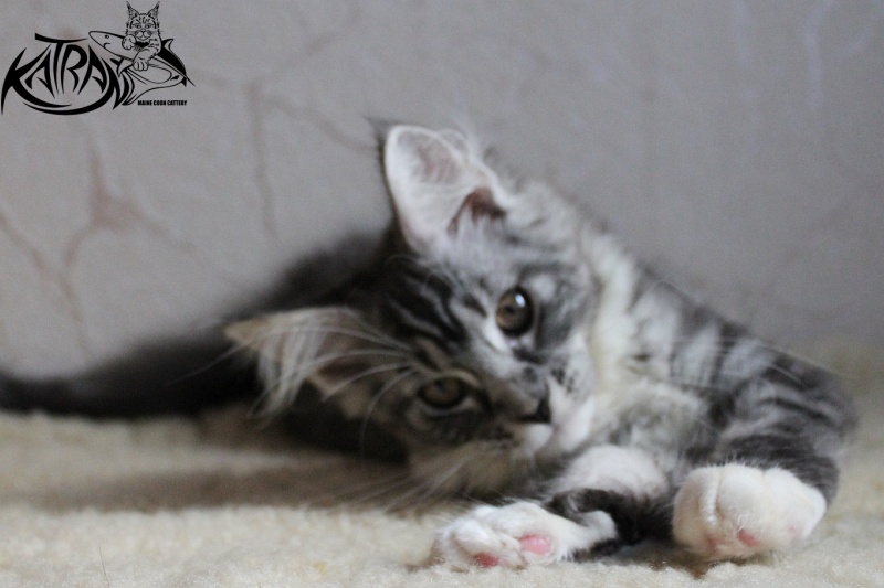 Katran Astoria - Kitten maine-coon 3 months 2 weeks