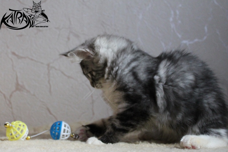Katran Astoria - Kitten maine-coon 3 months 2 weeks